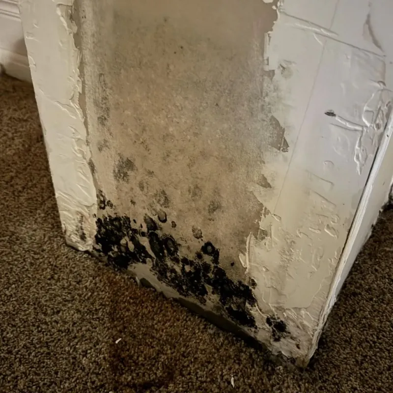 Professional Mold Removal in McGehee, AR